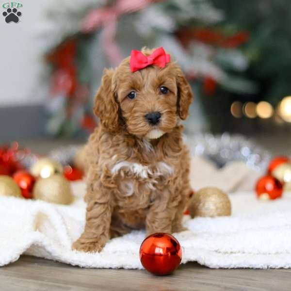 Beverly, Cockapoo Puppy