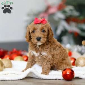 Beverly, Cockapoo Puppy