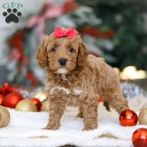 Beverly, Cockapoo Puppy