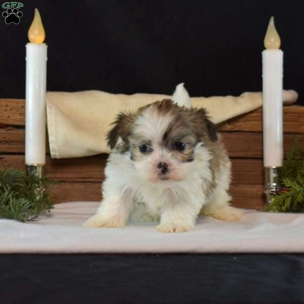 Bianca, Mal-Shi Puppy