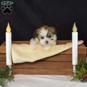 Bianca, Mal-Shi Puppy