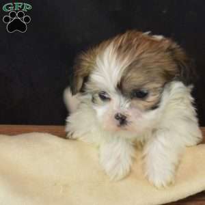 Bianca, Mal-Shi Puppy