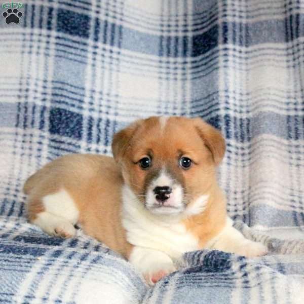 Billy, Welsh Corgi Mix Puppy