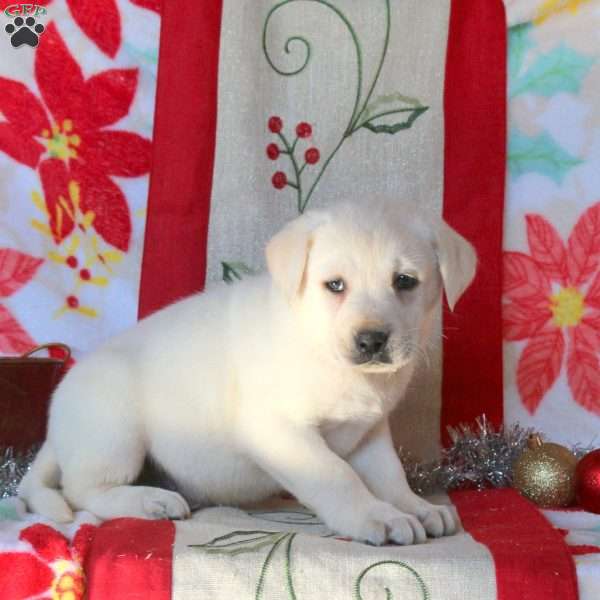 Billy, Yellow Labrador Retriever Puppy