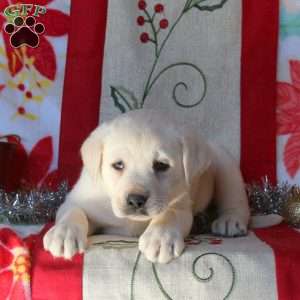 Billy, Yellow Labrador Retriever Puppy