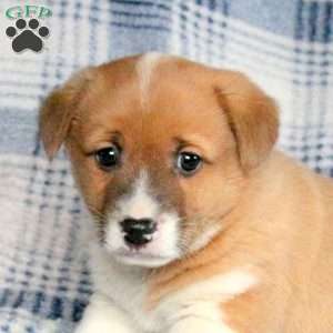 Billy, Welsh Corgi Mix Puppy