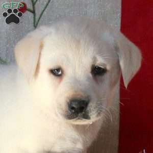 Billy, Yellow Labrador Retriever Puppy