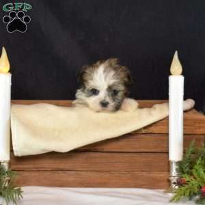 Bindi, Mal-Shi Puppy