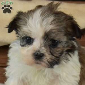 Bindi, Mal-Shi Puppy