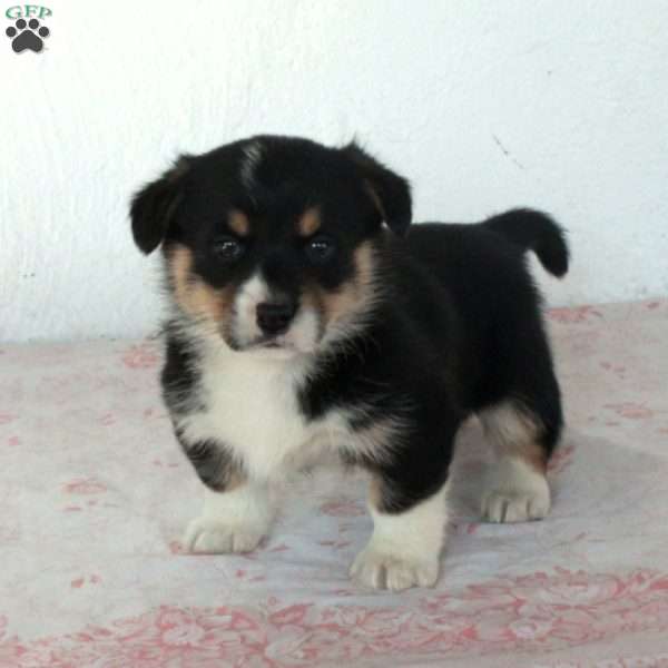 Bingo, Welsh Corgi Mix Puppy