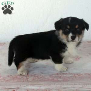 Bingo, Welsh Corgi Mix Puppy