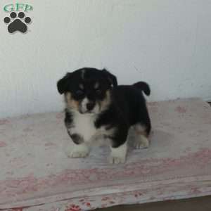 Bingo, Welsh Corgi Mix Puppy