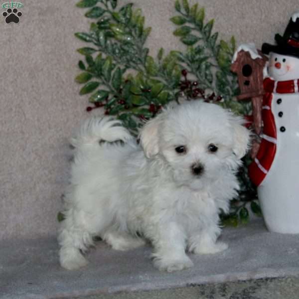 Bingo, Maltese Puppy