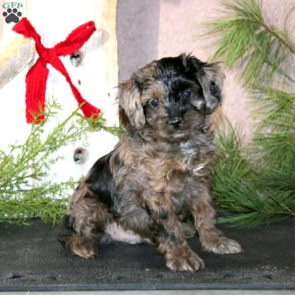 Bingo, Cavapoo Puppy
