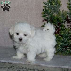 Bingo, Maltese Puppy