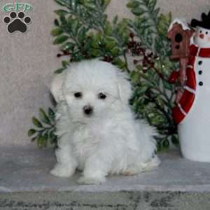 Bingo, Maltese Puppy