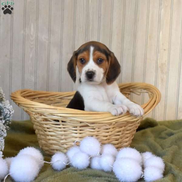 Birch, Beagle Puppy