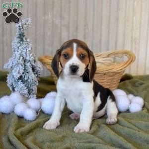 Birch, Beagle Puppy