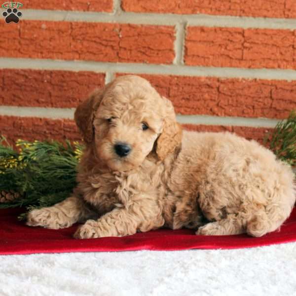 Birdie, Mini Goldendoodle Puppy