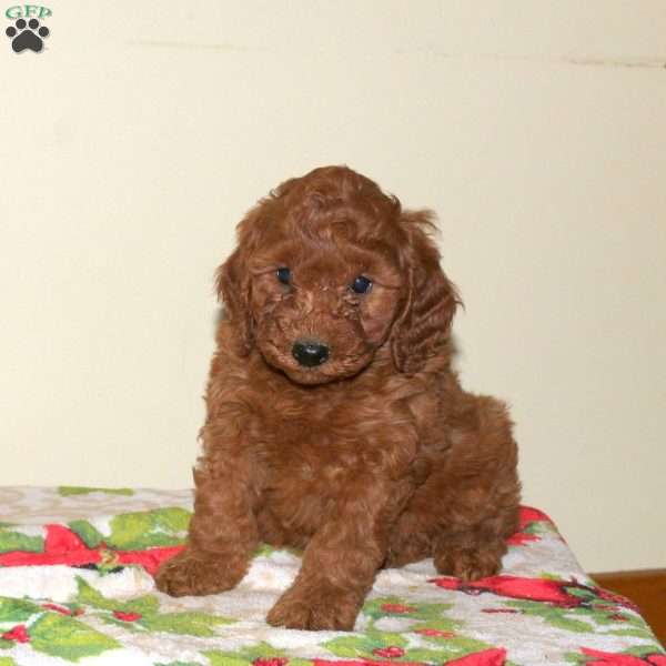 Biscuit, Miniature Poodle Puppy