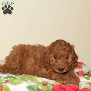 Biscuit, Miniature Poodle Puppy