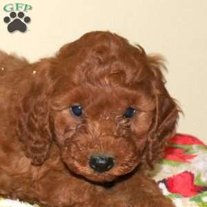Biscuit, Miniature Poodle Puppy