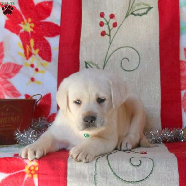 Biscuit, Yellow Labrador Retriever Puppy