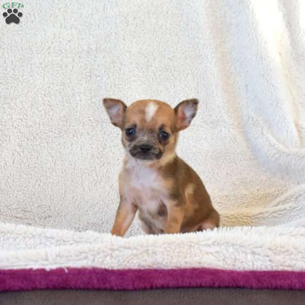 Biscuit, Chihuahua Puppy