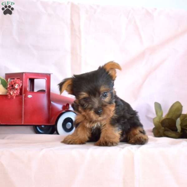 Biscuit, Yorkie Puppy