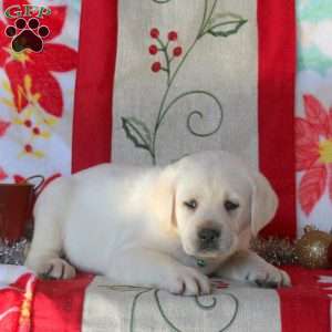 Biscuit, Yellow Labrador Retriever Puppy