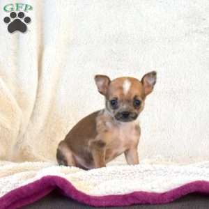 Biscuit, Chihuahua Puppy