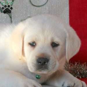 Biscuit, Yellow Labrador Retriever Puppy