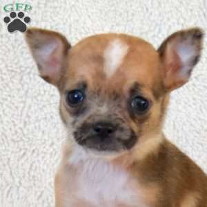 Biscuit, Chihuahua Puppy