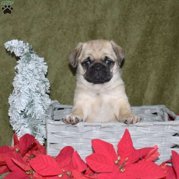 Bitsy, Pug Puppy