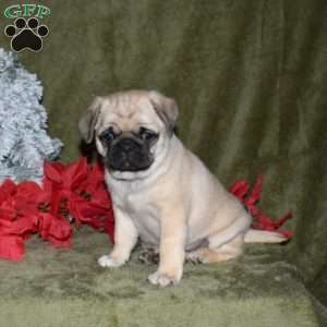Bitsy, Pug Puppy
