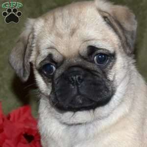 Bitsy, Pug Puppy