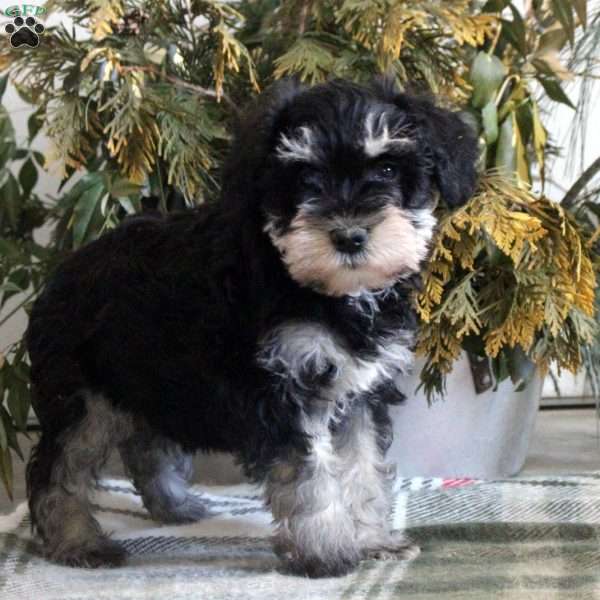 Blair, Miniature Schnauzer Puppy