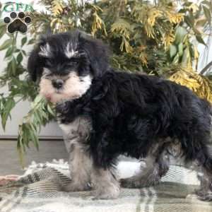 Blair, Miniature Schnauzer Puppy