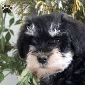 Blair, Miniature Schnauzer Puppy