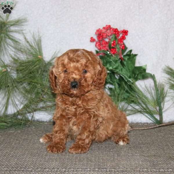 Blake, Cavapoo Puppy