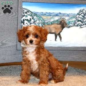 Blake, Cavapoo Puppy