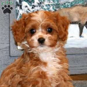 Blake, Cavapoo Puppy