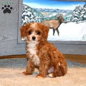 Blake, Cavapoo Puppy