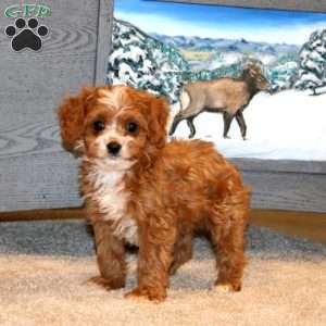 Blake, Cavapoo Puppy