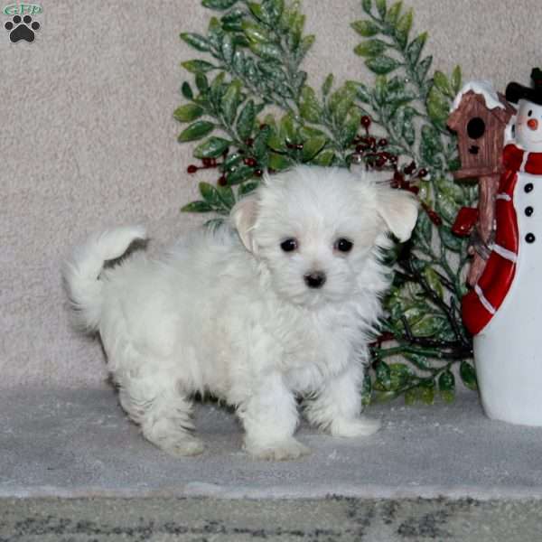 Blaze, Maltese Puppy
