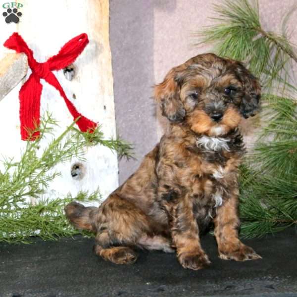Blaze, Cavapoo Puppy