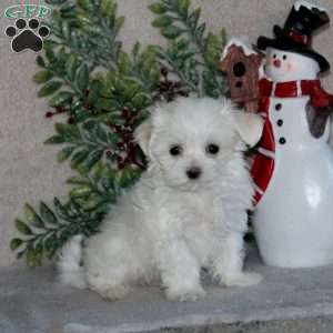 Blaze, Maltese Puppy
