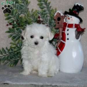 Blaze, Maltese Puppy