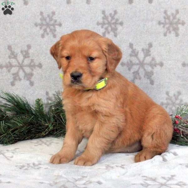 Blessing, Golden Retriever Puppy
