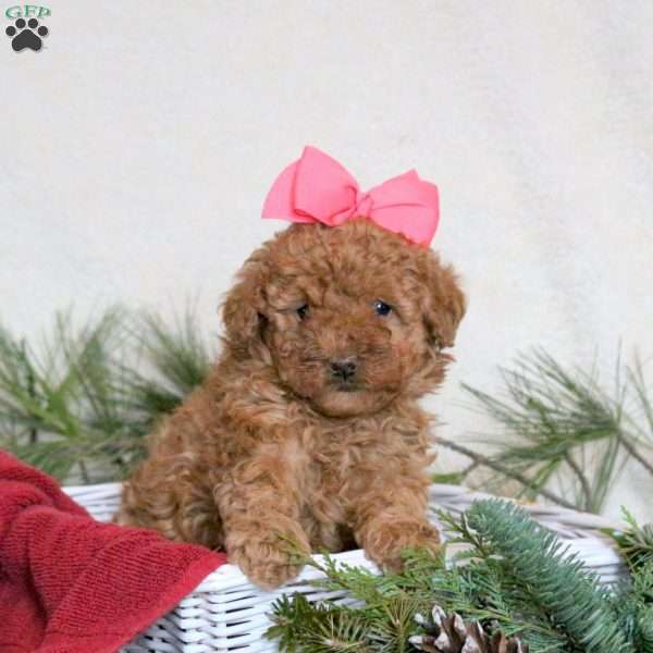 Blessing, Toy Poodle Puppy